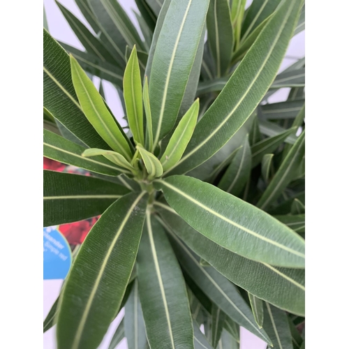 16 - TWO OLEANDER STANDARD NERIUMS RED 'PAPA GAMBETTA' AND 'JANNOCH' IN 4 LTR POTS APPROX 90CM IN HEIGHT ... 