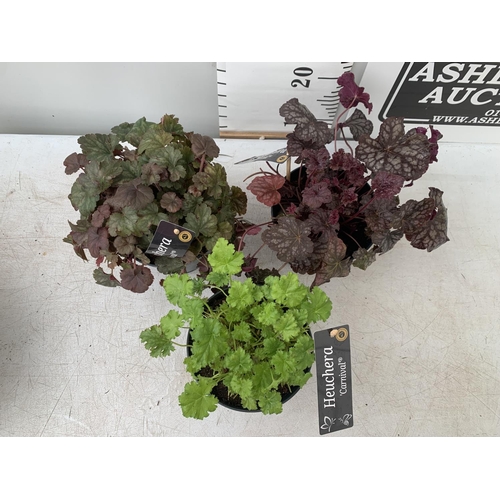 160 - THREE VARIOUS HEUCHERA 'CARNIVAL' IN 2 LTR POTS PLUS VAT TO BE SOLD FOR THE THREE