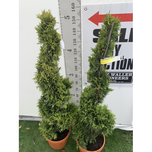 162 - TWO SPIRAL CUPRESSOCYPARIS SPIRAL LEYANDII 'GOLD RIDER' APPROX 170CM IN HEIGHT IN 15 LTR POTS PLUS V... 