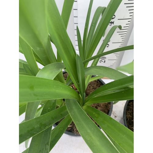 163 - TWO LARGE AGAPANTHUS AFRICANUS IN 7 LTR POTS APPROX 70CM IN HEIGHT PLUS VAT TO BE SOLD FOR THE TWO