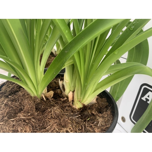 163 - TWO LARGE AGAPANTHUS AFRICANUS IN 7 LTR POTS APPROX 70CM IN HEIGHT PLUS VAT TO BE SOLD FOR THE TWO