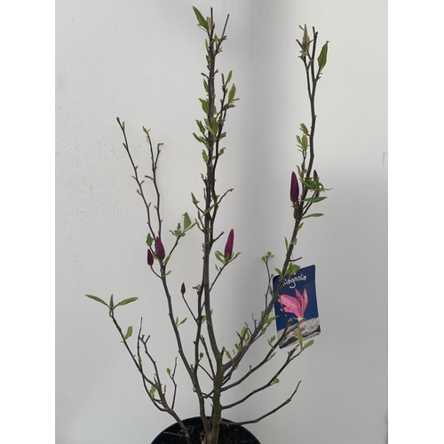 164 - ONE MAGNOLIA 'SUSAN' PINK IN A 7 LTR POT APPROX 120CM IN HEIGHT PLUS VAT