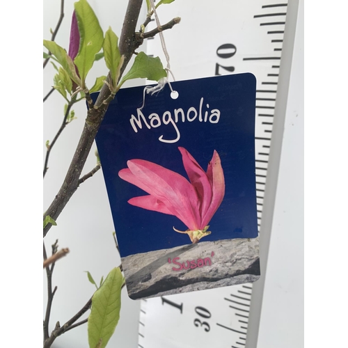 164 - ONE MAGNOLIA 'SUSAN' PINK IN A 7 LTR POT APPROX 120CM IN HEIGHT PLUS VAT