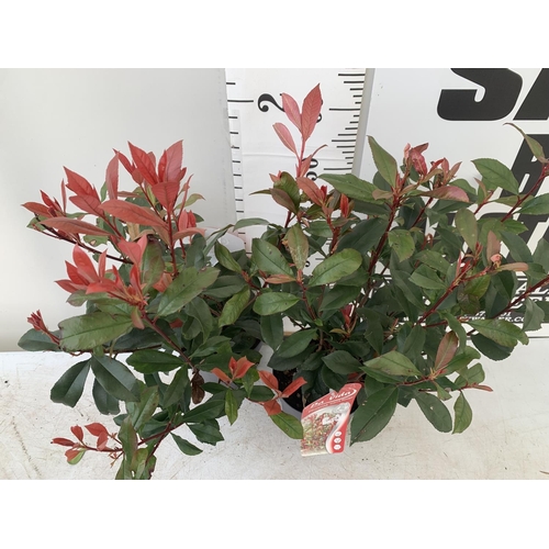 166 - TWO PHOTINIA 'CARRE ROUGE' IN 3 LTR POTS APPROX 75CM IN HEIGHT PLUS VAT TO BE SOLD FOR THE TWO