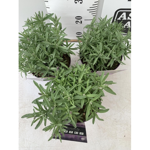 167 - THREE LAVENDER PLANTS IN 2 LTR POTS APPROX 25CM IN HEIGHT PLUS VAT TO BE SOLD FOR THE THREE