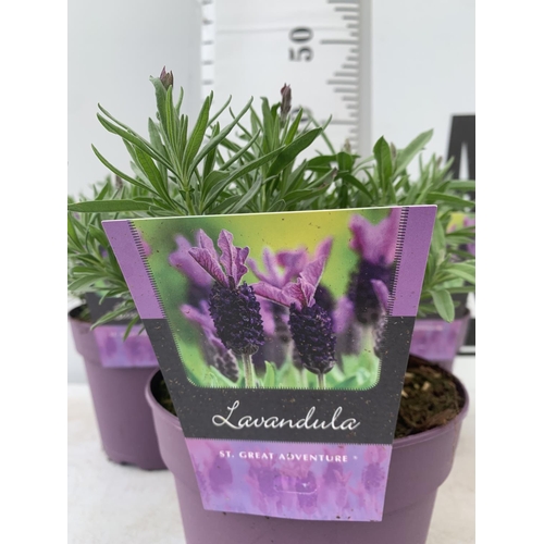 167 - THREE LAVENDER PLANTS IN 2 LTR POTS APPROX 25CM IN HEIGHT PLUS VAT TO BE SOLD FOR THE THREE