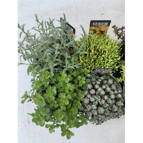 168 - EIGHT VARIOUS EVERGREEN SEDUMS ON A TRAY IN P14 POTS TO BE SOLD FOR THE EIGHT PLUS VAT