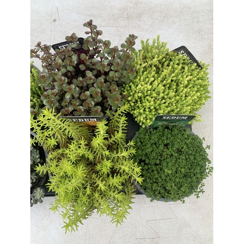 168 - EIGHT VARIOUS EVERGREEN SEDUMS ON A TRAY IN P14 POTS TO BE SOLD FOR THE EIGHT PLUS VAT