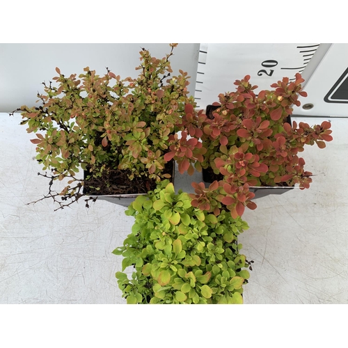 169 - THREE ASSORTED BERBERIS THUNBERGII IN 2 LTR POTS PLUS VAT APPROX 30CM IN HEIGHT