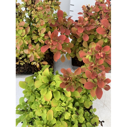 169 - THREE ASSORTED BERBERIS THUNBERGII IN 2 LTR POTS PLUS VAT APPROX 30CM IN HEIGHT