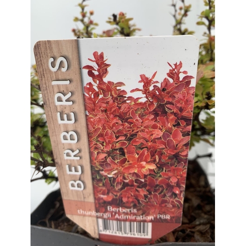 169 - THREE ASSORTED BERBERIS THUNBERGII IN 2 LTR POTS PLUS VAT APPROX 30CM IN HEIGHT