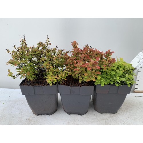 169 - THREE ASSORTED BERBERIS THUNBERGII IN 2 LTR POTS PLUS VAT APPROX 30CM IN HEIGHT