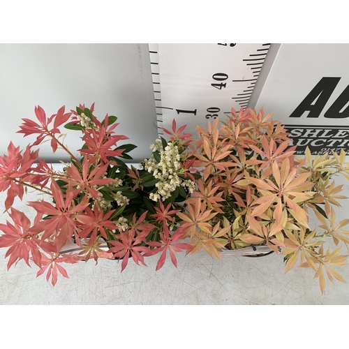 17 - TWO PIERIS JAPONICA 'FLAMING SILVER' AND 'FOREST FLAME' IN 3 LTR POTS 45CM TALL PLUS VAT TO BE SOLD ... 