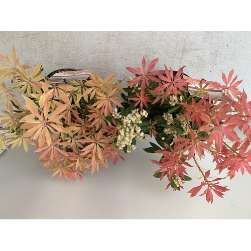 17 - TWO PIERIS JAPONICA 'FLAMING SILVER' AND 'FOREST FLAME' IN 3 LTR POTS 45CM TALL PLUS VAT TO BE SOLD ... 