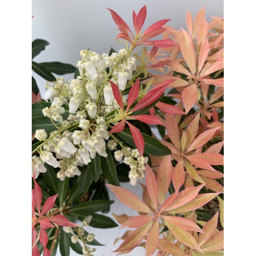 17 - TWO PIERIS JAPONICA 'FLAMING SILVER' AND 'FOREST FLAME' IN 3 LTR POTS 45CM TALL PLUS VAT TO BE SOLD ... 