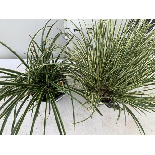 170 - TWO HARDY ORNAMENTAL GRASSES ACORUS GARAMINEUS AND CAREX MORROWII 'ICE DANCE' IN 3 LTR POTS APPROX 5... 