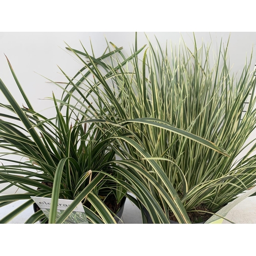 170 - TWO HARDY ORNAMENTAL GRASSES ACORUS GARAMINEUS AND CAREX MORROWII 'ICE DANCE' IN 3 LTR POTS APPROX 5... 