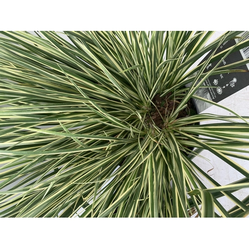 170 - TWO HARDY ORNAMENTAL GRASSES ACORUS GARAMINEUS AND CAREX MORROWII 'ICE DANCE' IN 3 LTR POTS APPROX 5... 