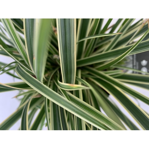 170 - TWO HARDY ORNAMENTAL GRASSES ACORUS GARAMINEUS AND CAREX MORROWII 'ICE DANCE' IN 3 LTR POTS APPROX 5... 