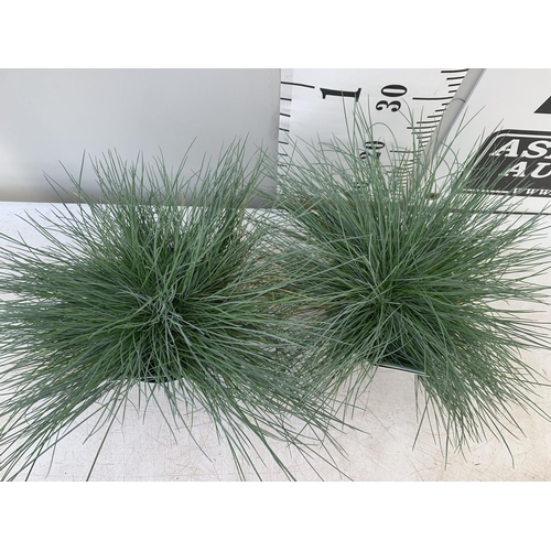 171 - TWO FESTUCA GLAUCA 'INTENSE BLUE' ORNAMENTAL GRASSES IN 2 LTR POTS APPROX 35CM IN HEIGHT PLUS VAT TO... 