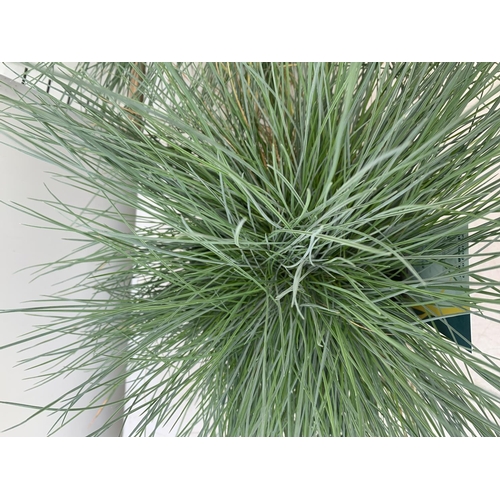 171 - TWO FESTUCA GLAUCA 'INTENSE BLUE' ORNAMENTAL GRASSES IN 2 LTR POTS APPROX 35CM IN HEIGHT PLUS VAT TO... 