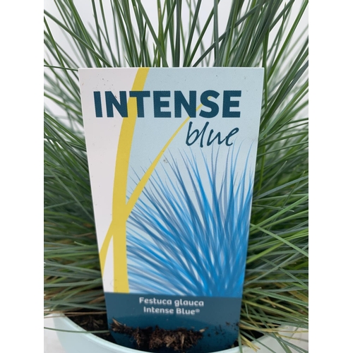 171 - TWO FESTUCA GLAUCA 'INTENSE BLUE' ORNAMENTAL GRASSES IN 2 LTR POTS APPROX 35CM IN HEIGHT PLUS VAT TO... 