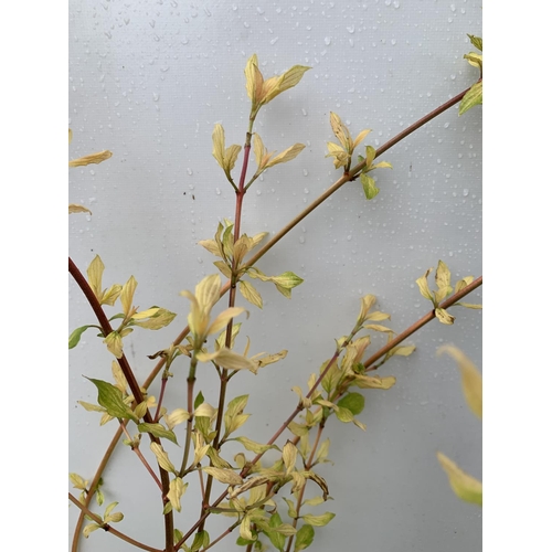 174 - TWO CORNUS SANGUINEA 'MIDWINTER FIRE' IN 4 LTR POTS APPROX 90CM IN HEIGHT PLUS VAT TO BE SOLD FOR TH... 