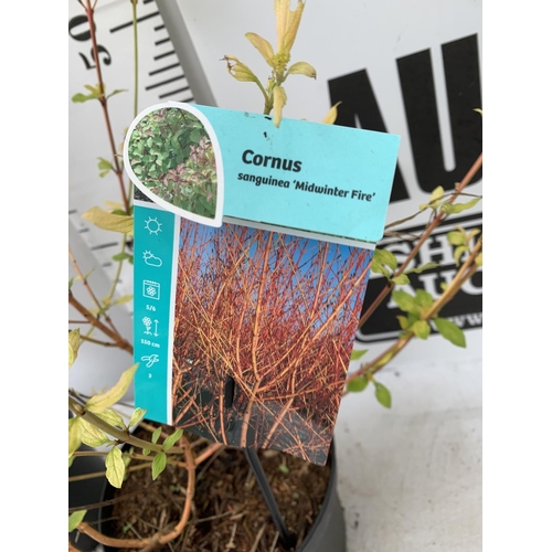 174 - TWO CORNUS SANGUINEA 'MIDWINTER FIRE' IN 4 LTR POTS APPROX 90CM IN HEIGHT PLUS VAT TO BE SOLD FOR TH... 