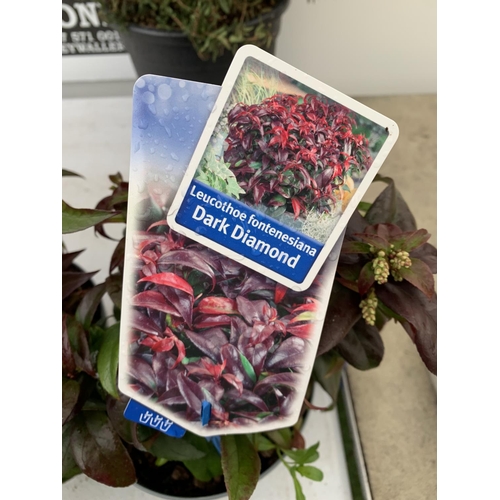 176 - TWO LEUCOTHOE DARK DIAMOND AND  ROYAL RUBY IN 2 LTR POTS 35CM TALL PLUS VAT TO BE SOLD FOR THE TWO