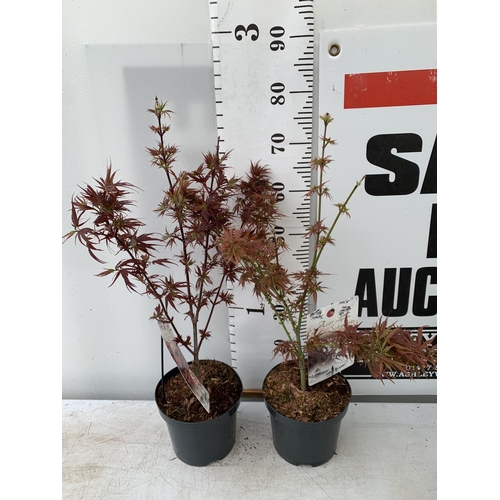 177 - TWO ACER PALMATUMS 'SHAINA' AND 'JERRE SCHWARTZ' APPROX 80CM IN HEIGHT IN 3 LTR POTS PLUS VAT TO BE ... 