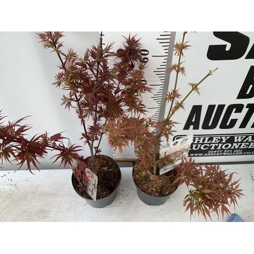 177 - TWO ACER PALMATUMS 'SHAINA' AND 'JERRE SCHWARTZ' APPROX 80CM IN HEIGHT IN 3 LTR POTS PLUS VAT TO BE ... 