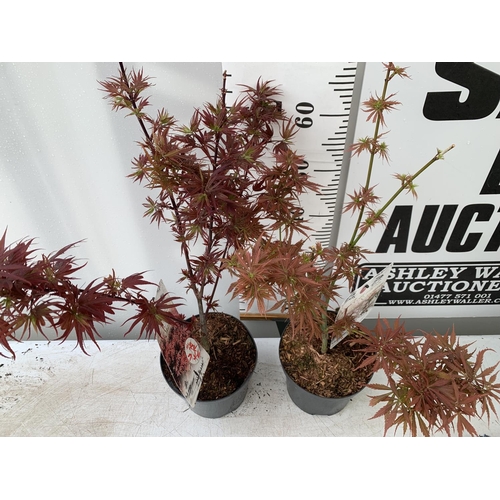 177 - TWO ACER PALMATUMS 'SHAINA' AND 'JERRE SCHWARTZ' APPROX 80CM IN HEIGHT IN 3 LTR POTS PLUS VAT TO BE ... 