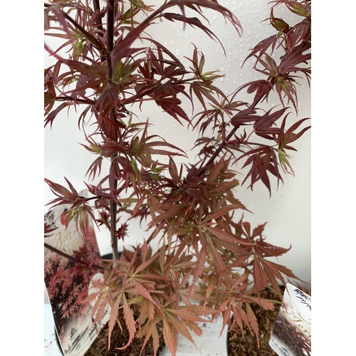 177 - TWO ACER PALMATUMS 'SHAINA' AND 'JERRE SCHWARTZ' APPROX 80CM IN HEIGHT IN 3 LTR POTS PLUS VAT TO BE ... 