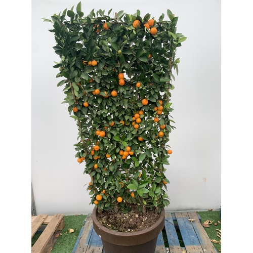 178 - A LARGE CITRUS CALAMONDIN ORANGE TREE WITH FRUIT ON A TRELLIS FRAME 170CM TALL IN A 40 LITRE POT NO ... 