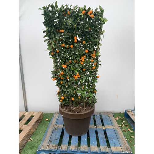 178 - A LARGE CITRUS CALAMONDIN ORANGE TREE WITH FRUIT ON A TRELLIS FRAME 170CM TALL IN A 40 LITRE POT NO ... 