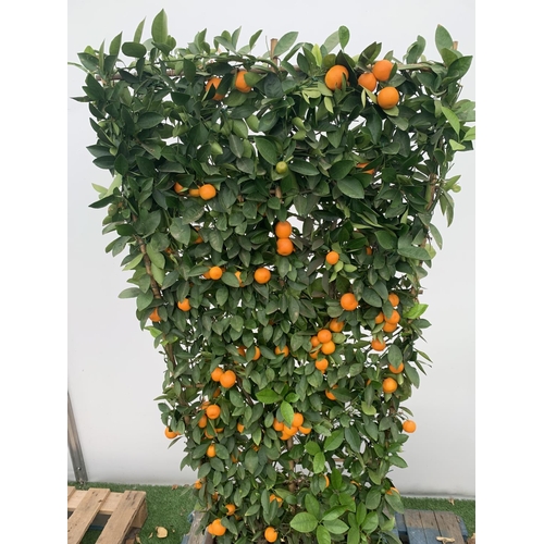 178 - A LARGE CITRUS CALAMONDIN ORANGE TREE WITH FRUIT ON A TRELLIS FRAME 170CM TALL IN A 40 LITRE POT NO ... 