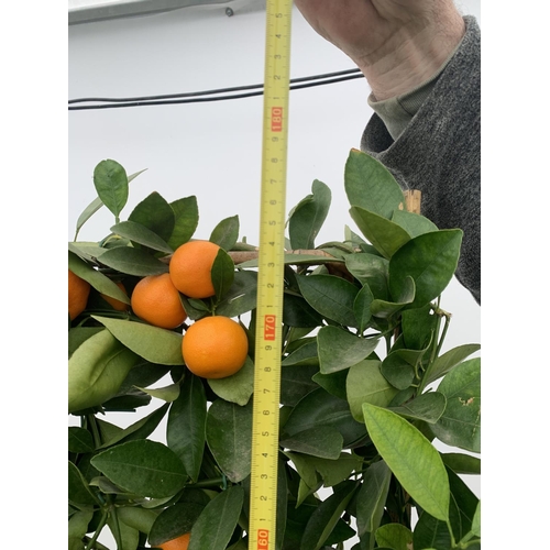 178 - A LARGE CITRUS CALAMONDIN ORANGE TREE WITH FRUIT ON A TRELLIS FRAME 170CM TALL IN A 40 LITRE POT NO ... 