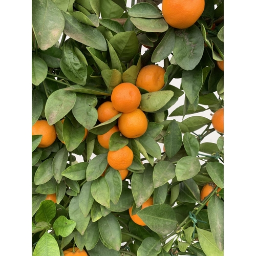 178 - A LARGE CITRUS CALAMONDIN ORANGE TREE WITH FRUIT ON A TRELLIS FRAME 170CM TALL IN A 40 LITRE POT NO ... 