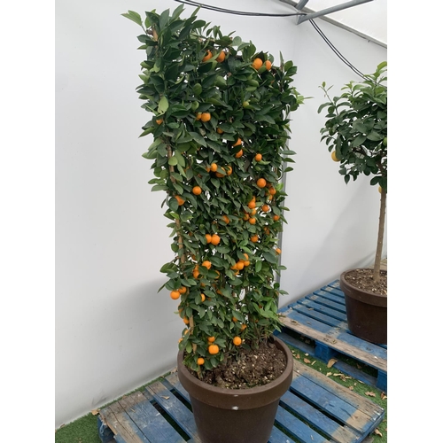 178 - A LARGE CITRUS CALAMONDIN ORANGE TREE WITH FRUIT ON A TRELLIS FRAME 170CM TALL IN A 40 LITRE POT NO ... 