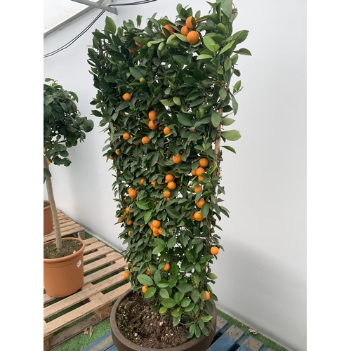 178 - A LARGE CITRUS CALAMONDIN ORANGE TREE WITH FRUIT ON A TRELLIS FRAME 170CM TALL IN A 40 LITRE POT NO ... 