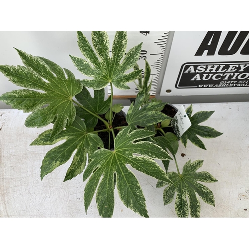 179 - TWO FATSIA SPIDER VARIEGATA IN 2 LTR POTS 40CM TALL PLUS VAT TO BE SOLD FOR THE TWO