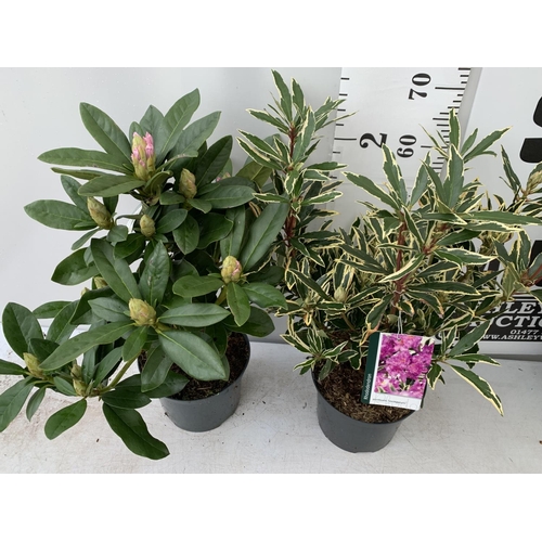 18 - TWO RHODODENDRON CUNNINGHAM'S WHITE AND PONTICUM VARIGATUM IN 5 LTR POTS 70CM TALL PLUS VAT TO BE SO... 