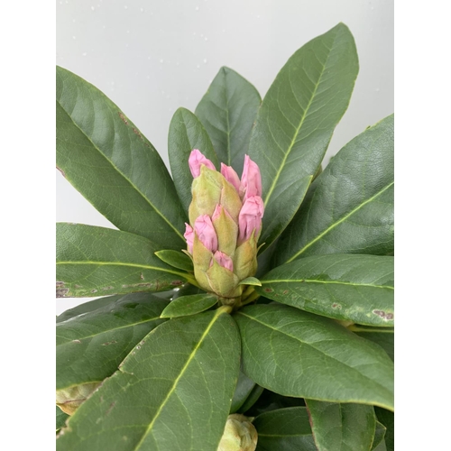 18 - TWO RHODODENDRON CUNNINGHAM'S WHITE AND PONTICUM VARIGATUM IN 5 LTR POTS 70CM TALL PLUS VAT TO BE SO... 