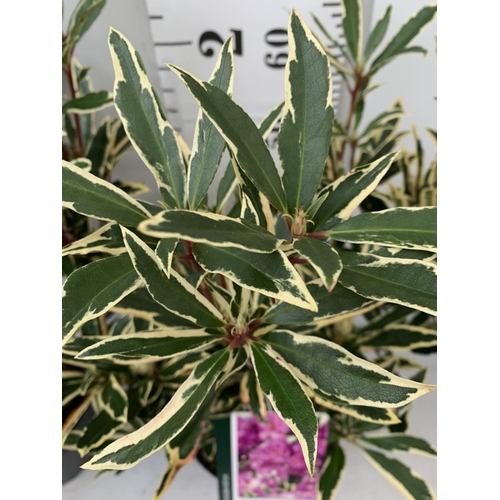 18 - TWO RHODODENDRON CUNNINGHAM'S WHITE AND PONTICUM VARIGATUM IN 5 LTR POTS 70CM TALL PLUS VAT TO BE SO... 