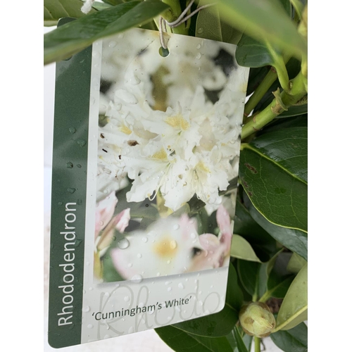 18 - TWO RHODODENDRON CUNNINGHAM'S WHITE AND PONTICUM VARIGATUM IN 5 LTR POTS 70CM TALL PLUS VAT TO BE SO... 