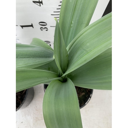 180 - TWO ALLIUMS 'MOUNT EVEREST' IN A 3 LTR POT APPROX 55CM IN HEIGHT PLUS VAT TO BE SOLD FOR THE TWO