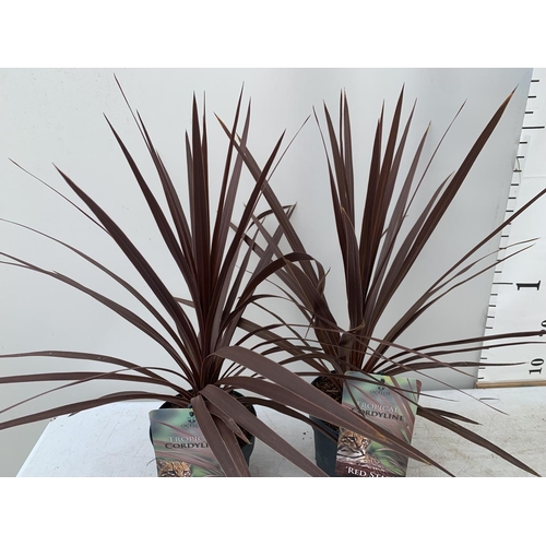 186 - TWO CORDYLINE AUSTRALIS RED STAR IN 2 LTR POTS HEIGHT OVER 60CM PLUS VAT TO BE SOLD FOR THE TWO