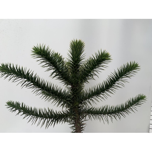 19 - ONE MONKEY PUZZLE TREE ARAUCARIA ARAUCANA APPROX 70CM IN HEIGHT IN A 5 LTR POT PLUS VAT