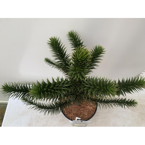 19 - ONE MONKEY PUZZLE TREE ARAUCARIA ARAUCANA APPROX 70CM IN HEIGHT IN A 5 LTR POT PLUS VAT