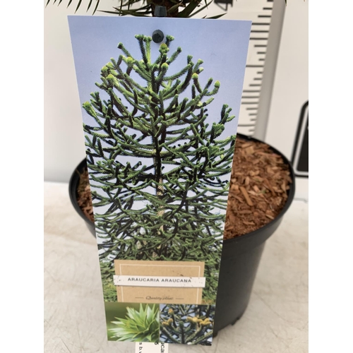 19 - ONE MONKEY PUZZLE TREE ARAUCARIA ARAUCANA APPROX 70CM IN HEIGHT IN A 5 LTR POT PLUS VAT